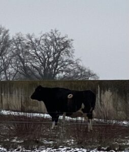 LA FERME DES AN.MAUX. 2023heic